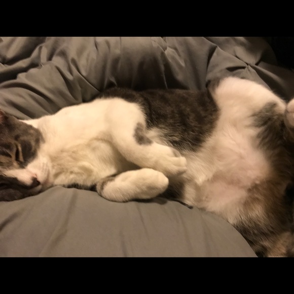 Meet your Posher, Nicole - Picture 1 of 1